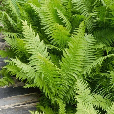 Dryopteris filix-mas, Mangeløv