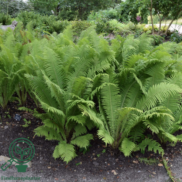 Matteuccia struthiopteris, Strudsevingebregne