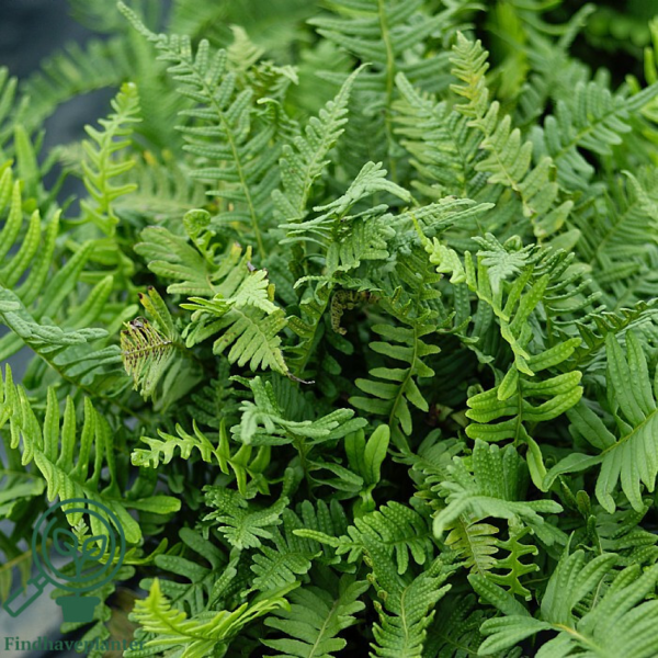 Polypodium vulgare