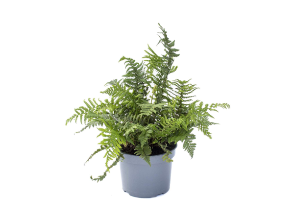 Polystichum setiferum 'Proliferum',