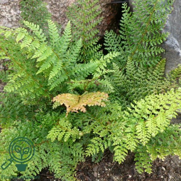 Polystichum setiferum 'Proliferum',