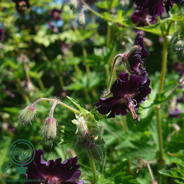 Geranium phaeum, Storkenæb,