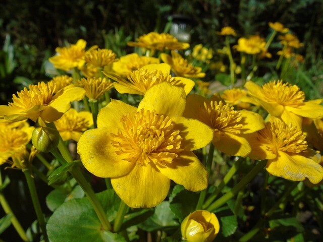 Caltha palustris, Engkabbeleje