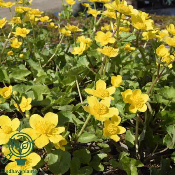 Caltha palustris, Engkabbeleje