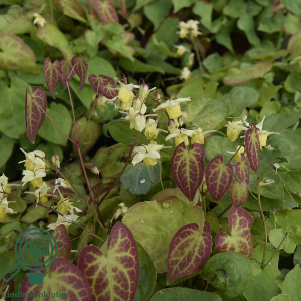 Epimedium versicolor 'Sulphureum', Bispehue