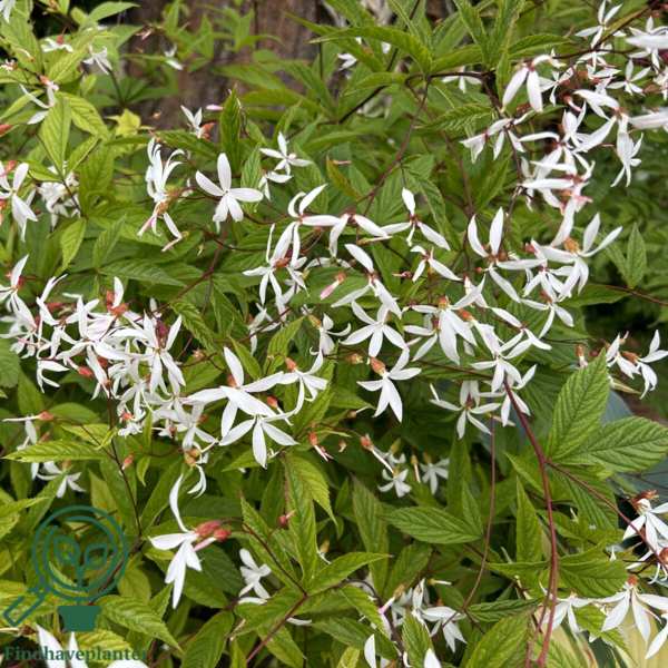 Gillenia trifoliata, Sommerfugleblomst