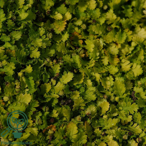 Leptinella minima,  Trædebregne