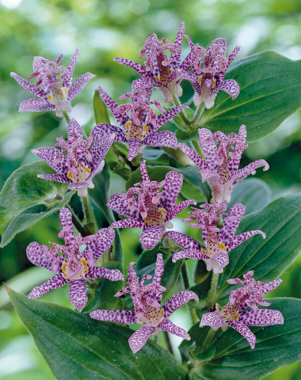 Tricyrtis hirta, Lodden tudselilje