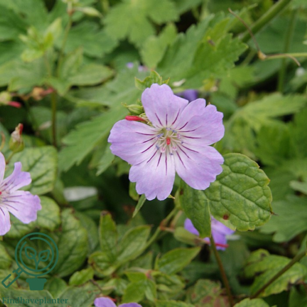 Geranium nodosum, Storkenæb