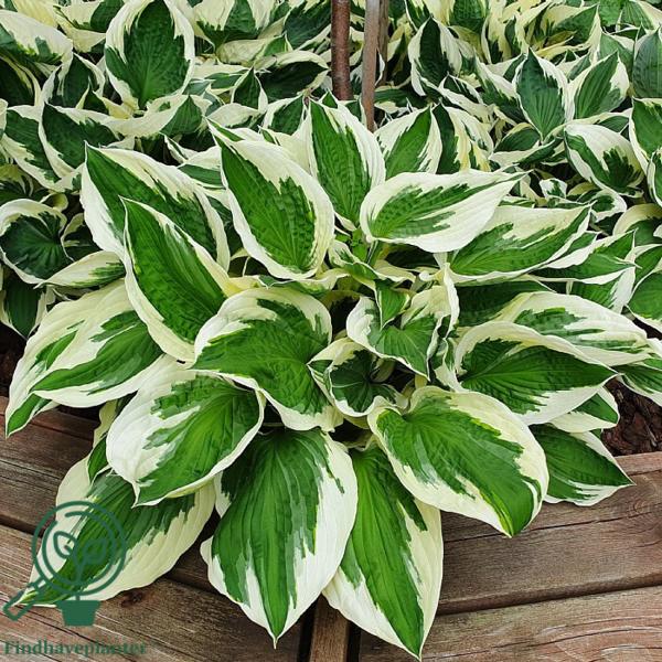 Hosta hybrid 'Patriot', Funkia