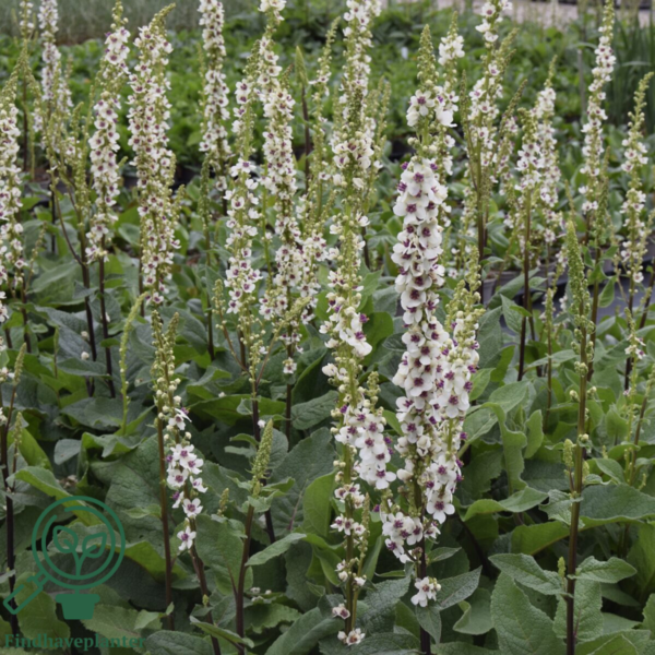 Verbascum chaixii 'Wedding Candles', Kongelys