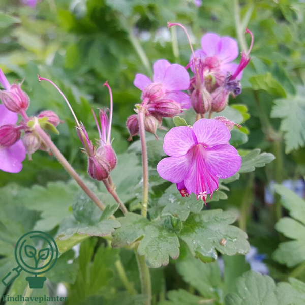 Geranium macrorrhizum, Storkenæb