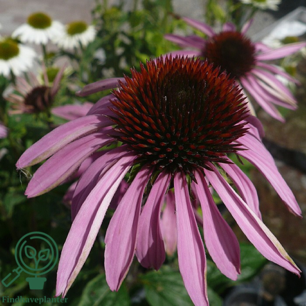 Echinacea purpurea 'Doubledecker', Solhat