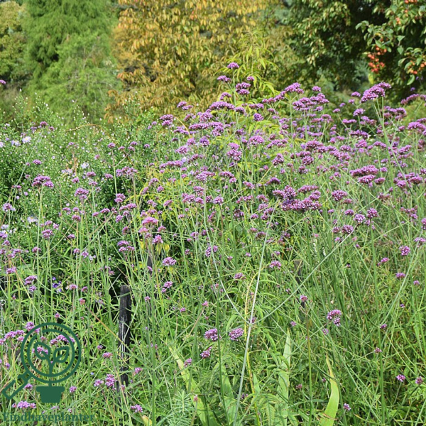 Verbena bonariensis, Kæmpejernurt C0,8