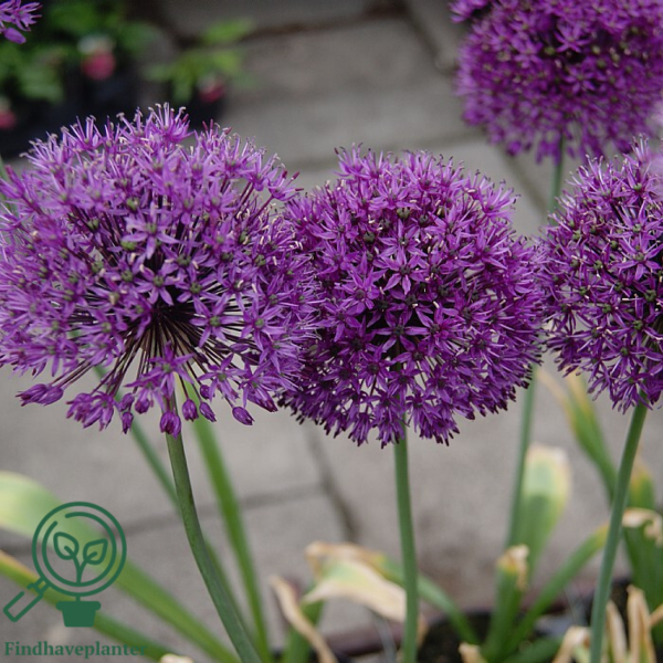 Allium aflatunense 'Purple Sensation', Prydløg