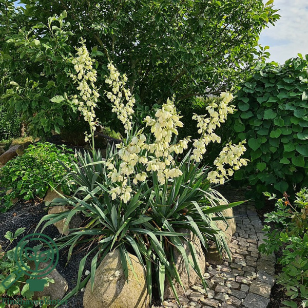 Yucca filamentosa, Palmelilje