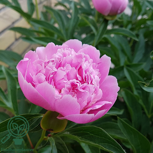 Paeonia lactiflora 'Sorbet', Pæon / silkepæon