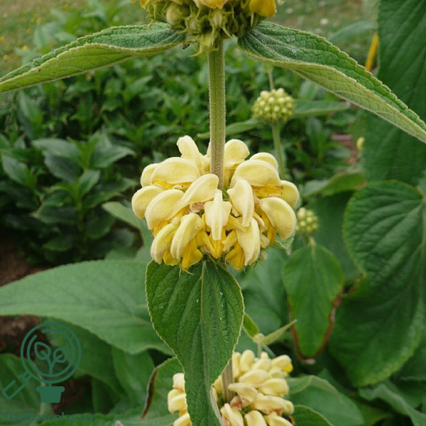 Phlomis russelliana, Gul Løvehale