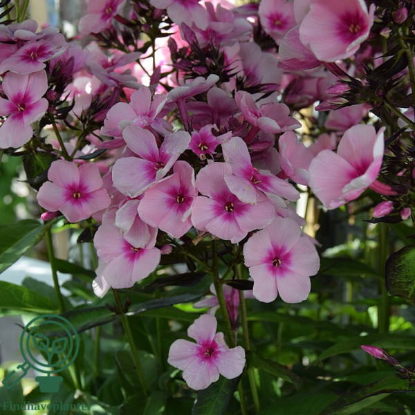 Phlox paniculata 'Bright Eyes', Høstfloks