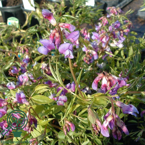 Lathyrus vernus, Flerårig Ærteblomst