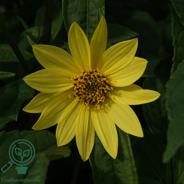 Helianthus hybrid 'Lemon Queen', Staudesolsikke