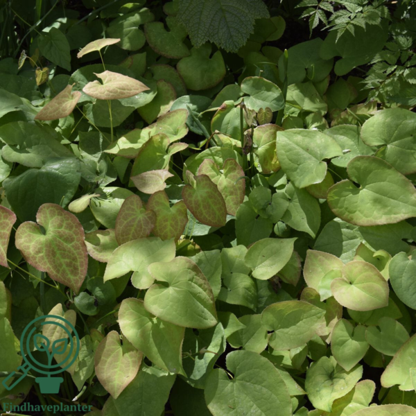 Epimedium x warleyense 'Orangeköningin', Bispehue