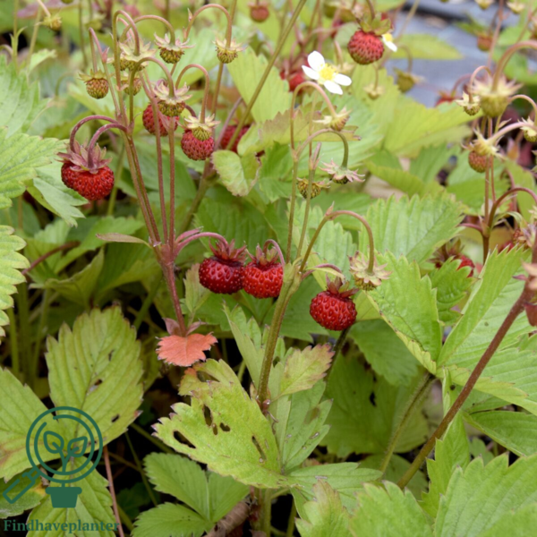 Fragaria vesca 'Småland' m. udløbere, Skovjordbær