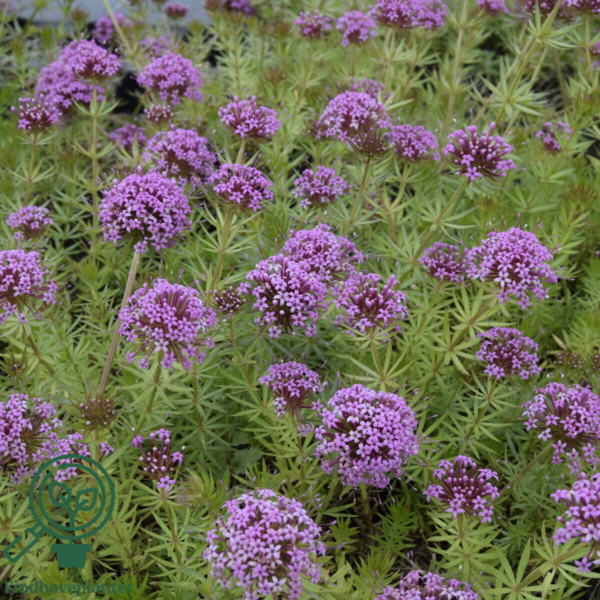 Phuopsis stylosa, Rosenskovmærke