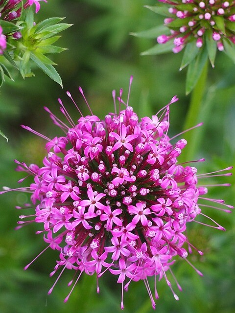 Phuopsis stylosa, Rosenskovmærke