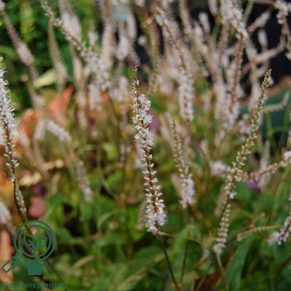 Persicaria amplexicaulis 'Alba', Kertepileurt