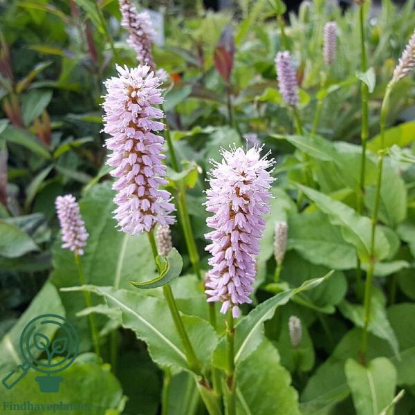 Bistorta officinalis 'Superba', Slangeurt