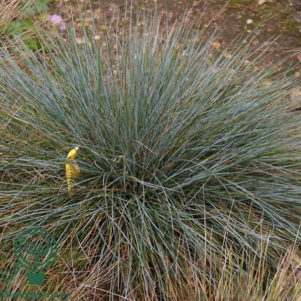 Festuca glauca 'Elijah Blue', Bjørnegræs