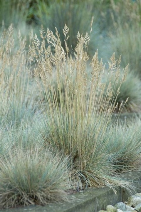 Festuca glauca 'Elijah Blue', Bjørnegræs