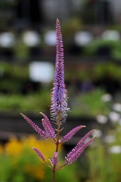 Veronicastrum virginicum 'Fascination', Virginsk ærenpris