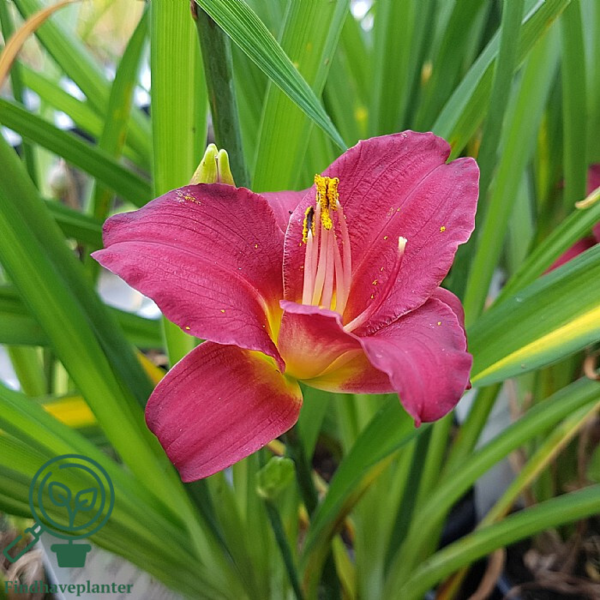 Hemerocallis hybrid 'Pardon Me', Daglilje