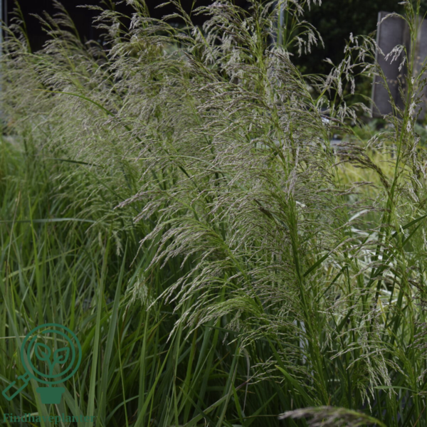 Deschampsia cespitosa 'Goldschleier', Mosebunke