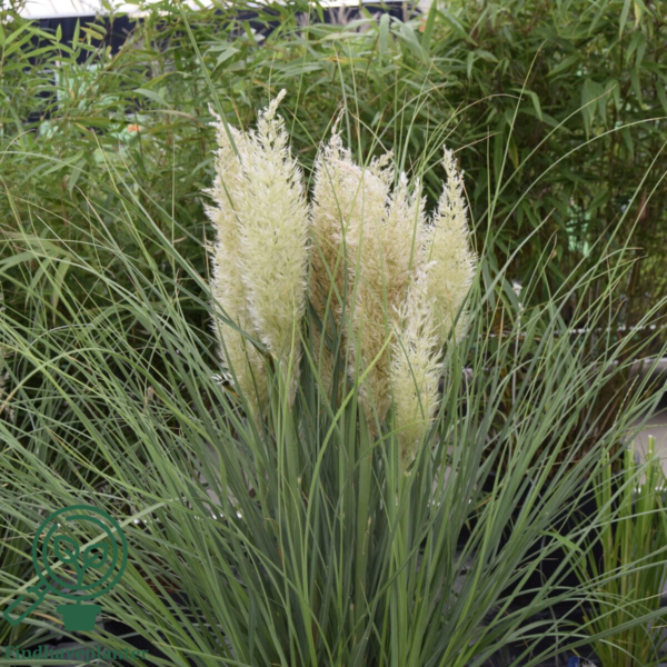 Cortaderia selloana 'Tiny Pampa' Pampasgræs