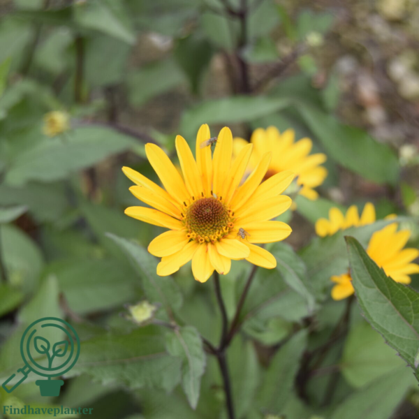 Heliopsis helianthoides 'Summer Nights', Dagøje