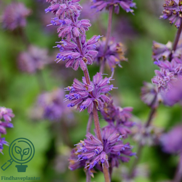 Salvia verticillata 'Purple Rain', Kranssalvie