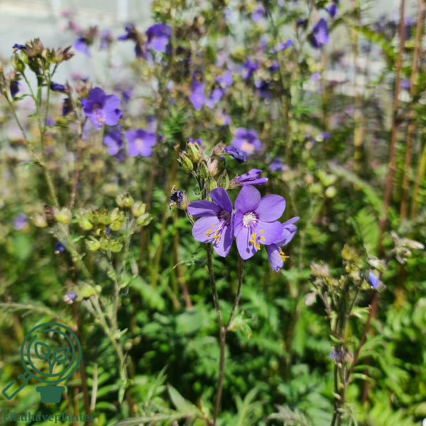 Polemonium yezoense 'Purple Rain', Jakobsstige