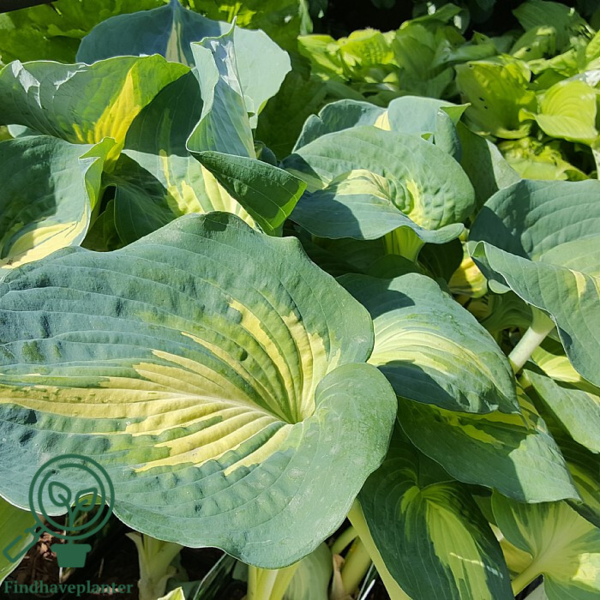 Hosta hybrid 'Dream Queen', Funkia