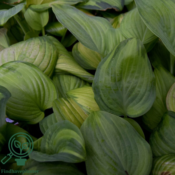 Hosta hybrid 'Guacamole' duft, Funkia