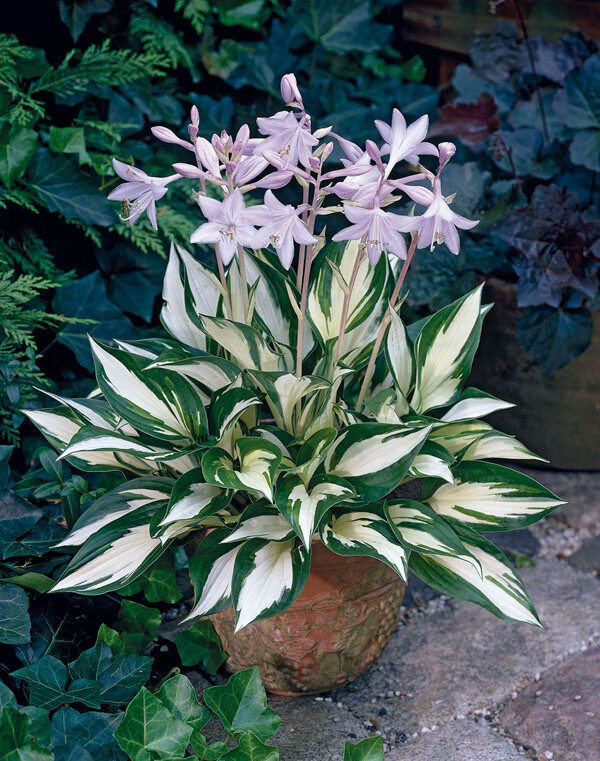 Hosta hybrid 'Fire and Ice' Funkia