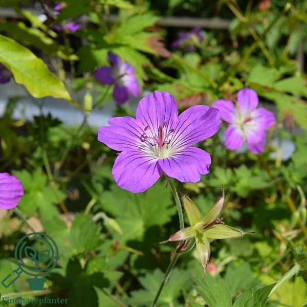 Geranium wlassovianum, Storkenæb
