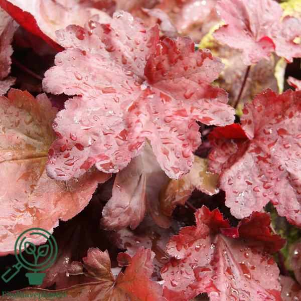 Heuchera hybrid 'Autumn Leaves'®, Alunrod