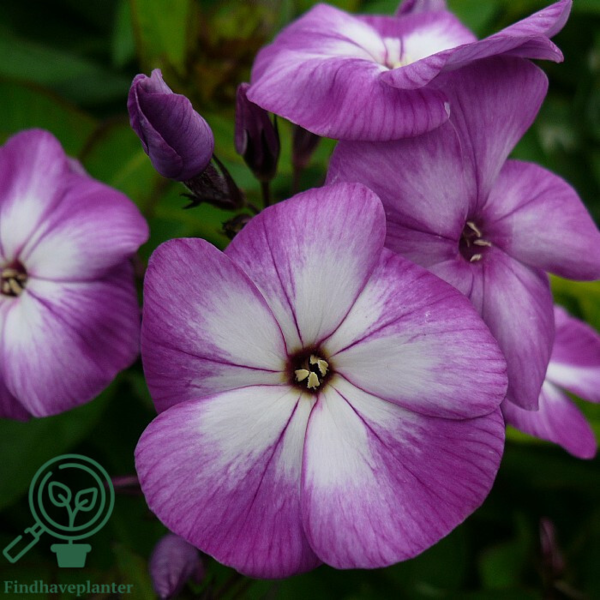 Phlox paniculata 'Laura', Høstfloks
