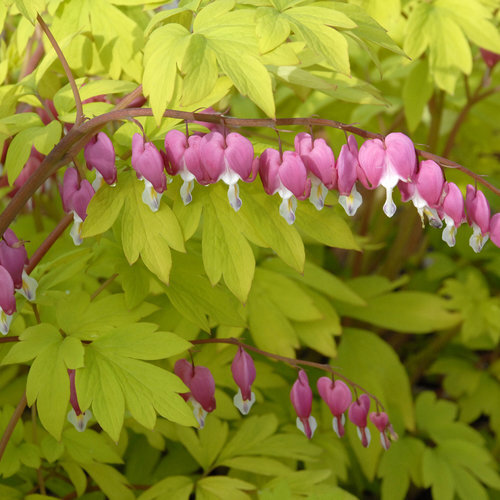 Dicentra spectabilis 'Goldheart'®, Hjerteblomst