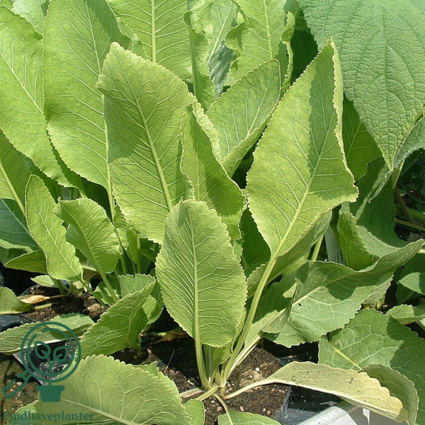 Armoracia rusticana, Peberrod