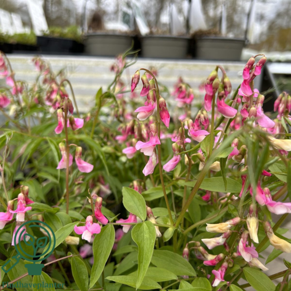Lathyrus vernus 'Rosenelfe', Flerårig Ærteblomst