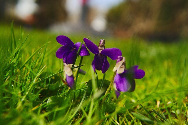 Viola labradorica 'Purpurea' (Pinseviol)